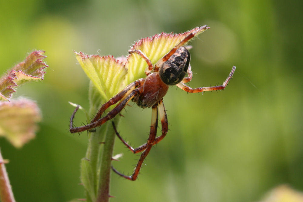 Larinioides sp.